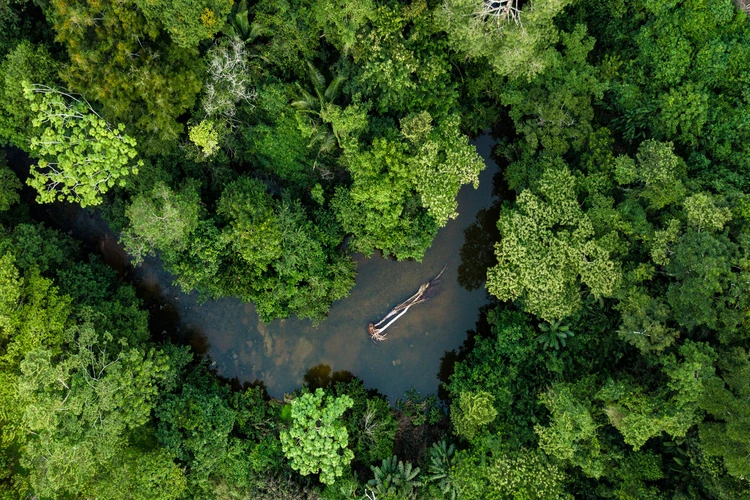 Geographical Facts About the Amazon Rainforest: Understanding Earth’s Lungs