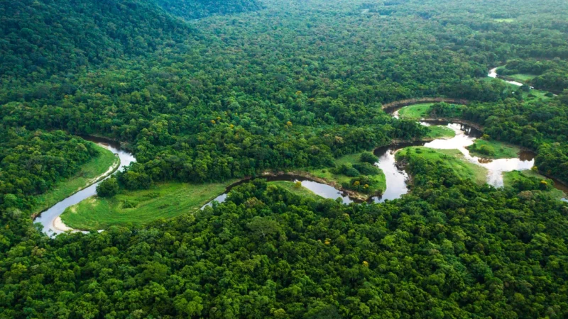 Surprising Facts About the Amazon Rainforest